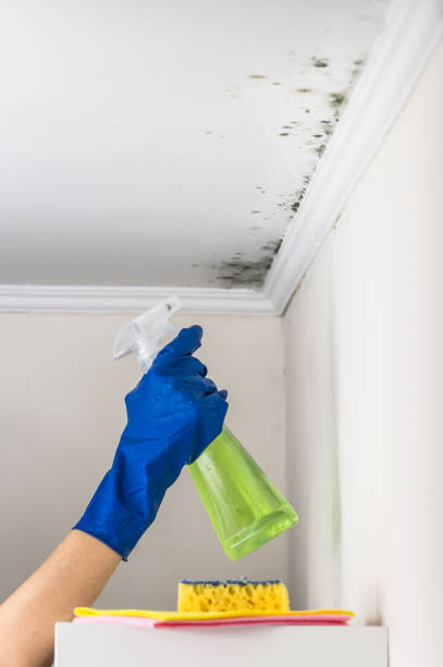 Best Mold Removal for HVAC Installations  in Hitchcock, TX